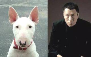 狗和明星,揭秘狗狗与明星的跨界魅力